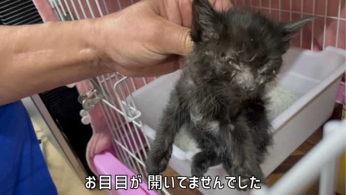 持ち上げられている子猫