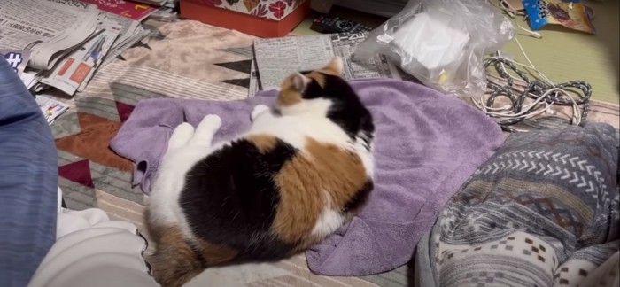 タオルの上に横になる猫%%ゴロン