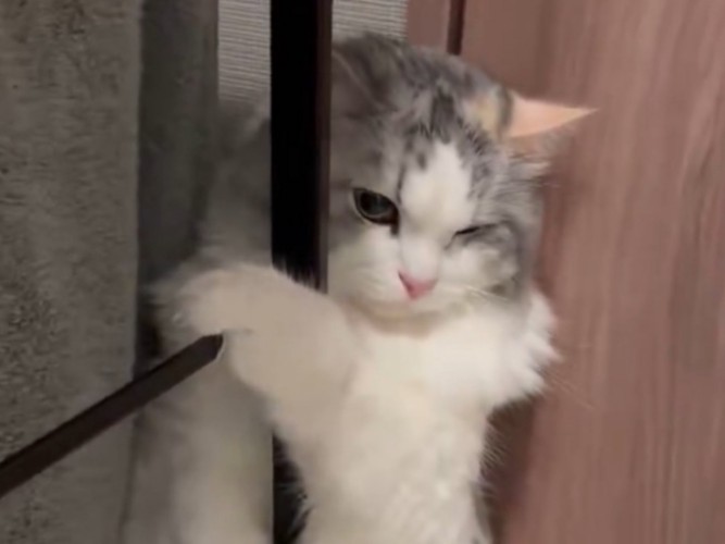 ドライヤーの風で顔をしかめる猫