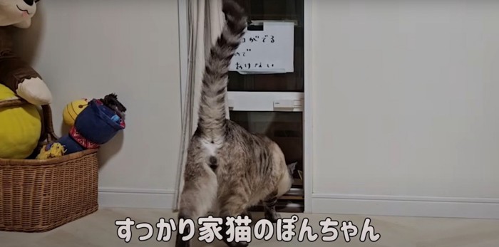 猫うしろ姿