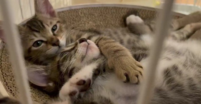 くっついて寝転ぶ2匹の子猫