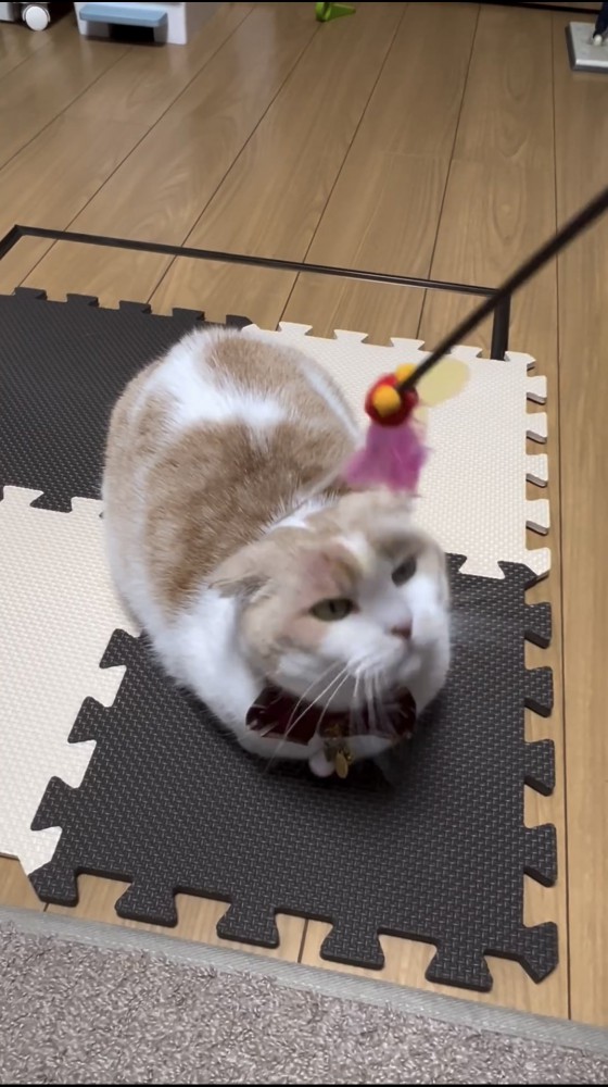 うずくまる猫