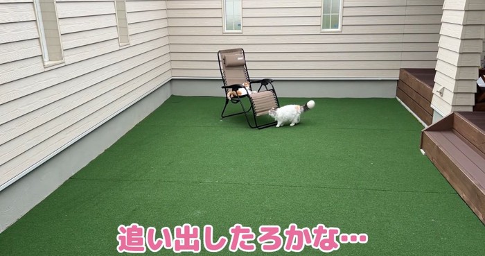 揉み合う猫