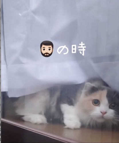 カーテン越しにパパを見る猫