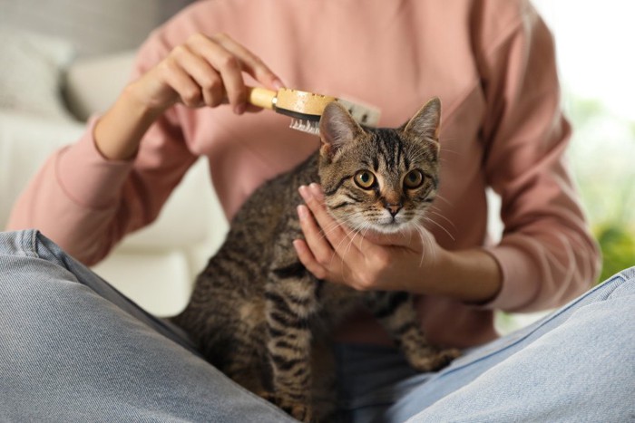 ブラッシングされる猫