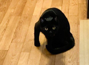 ワイルドな体勢の猫