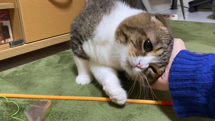 頭をなでてもらう猫