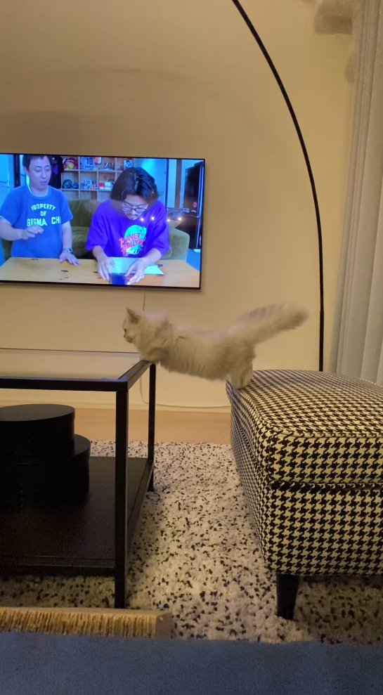 テーブルに前足を乗せる猫