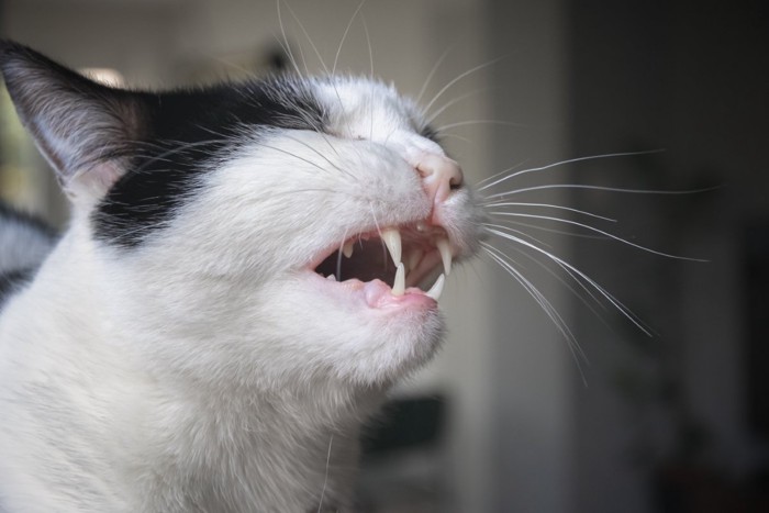 口を開けている猫の横顔