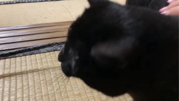 飼い主に撫でられる猫