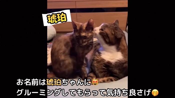 先輩猫に毛づくろいしてもらう子猫