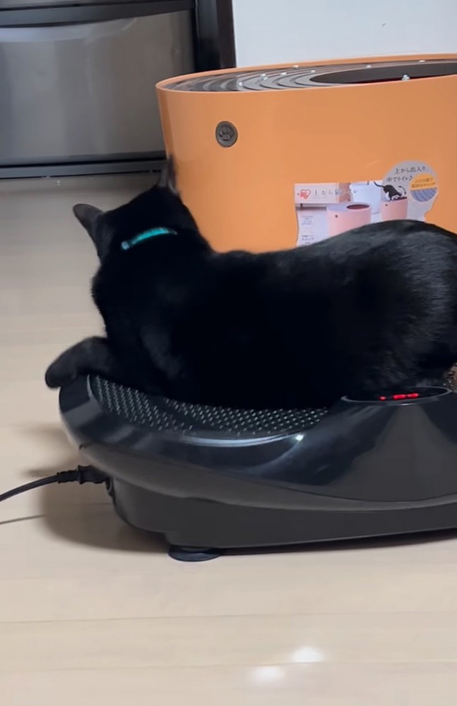 ブルブルマシンに乗る黒猫5