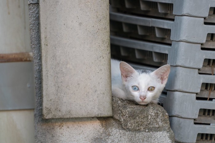 石の上でくつろぐオッドアイの子猫