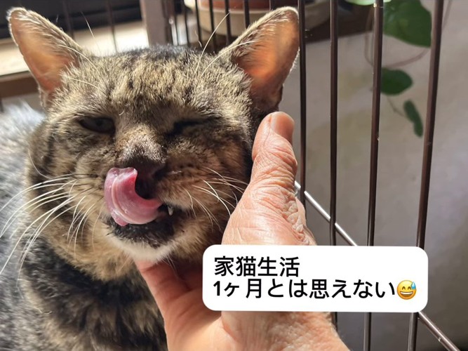 鼻をなめる猫