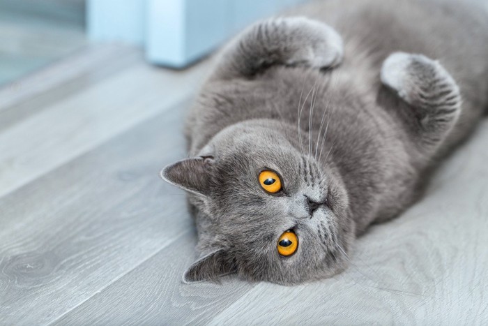 驚いた顔で見上げてくるグレーの猫