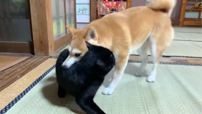 犬に甘噛みされる猫