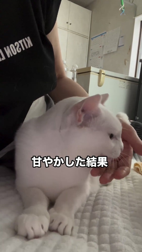 餌を食べる猫