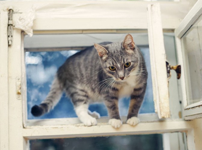 外へ出たい猫