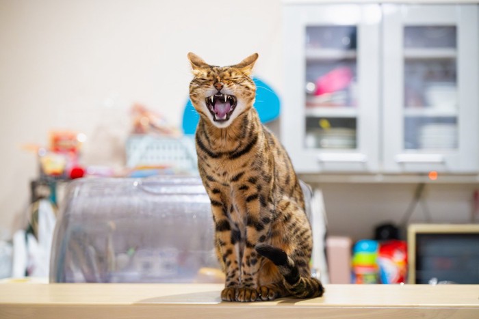あくびする猫