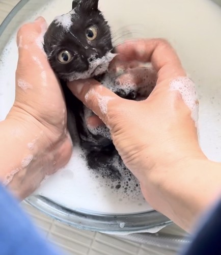 洗面器の中で飼い主さんに体を洗われる子猫