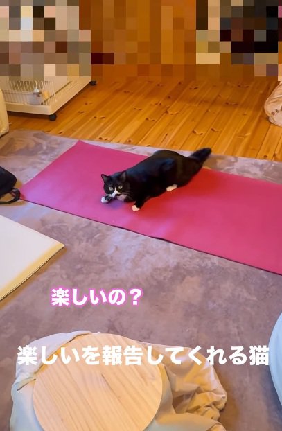 ヨガマットの上で遊んでいる猫