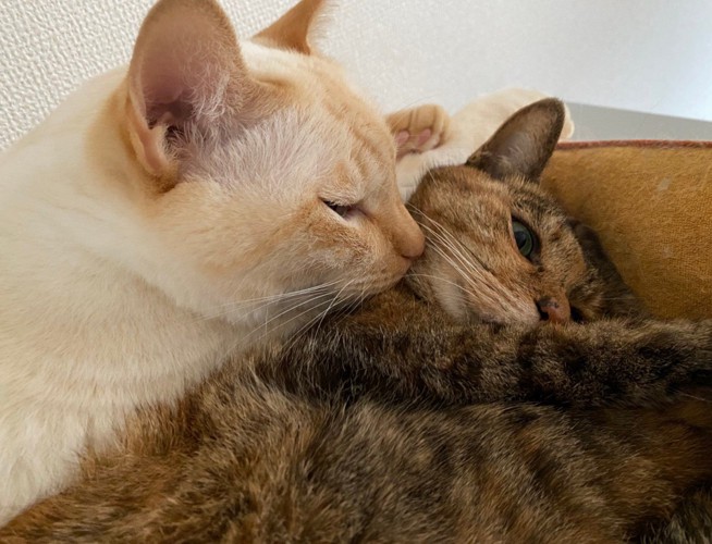 くっつく猫2匹