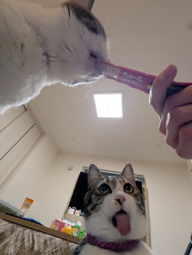 舌を出す猫