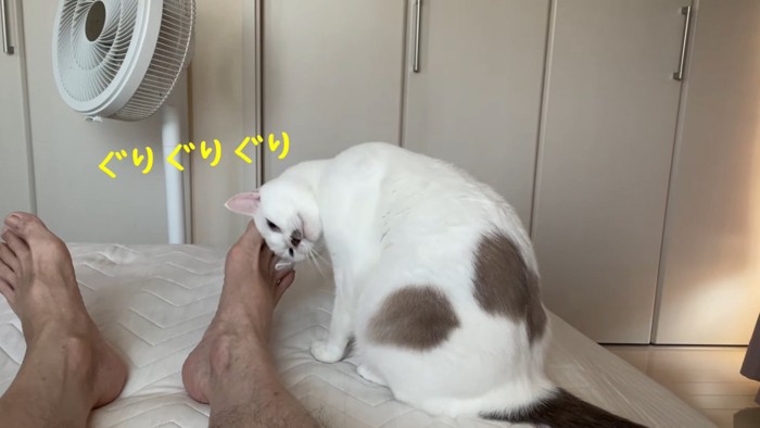 人の足に頭をこすりつける猫