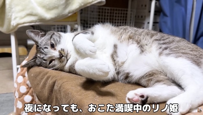 夜までこたつを使うリノちゃん