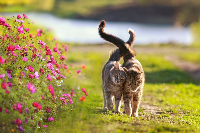寄り添って歩く2匹の猫