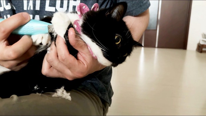 飼い主が持っているバリカンから目を逸らす猫