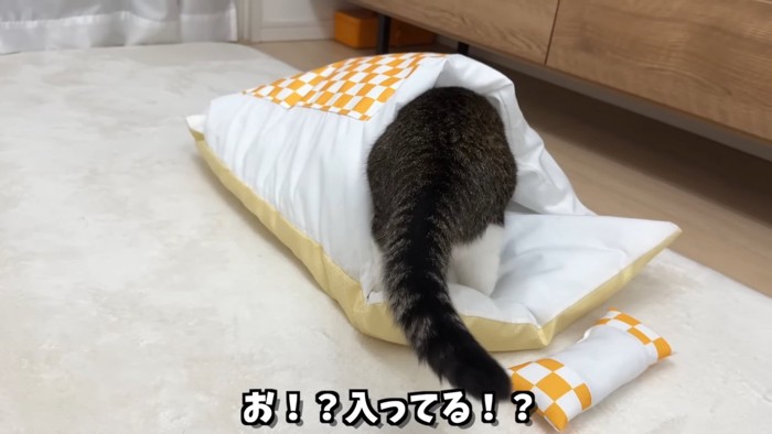 布団の中にもぐっていく猫