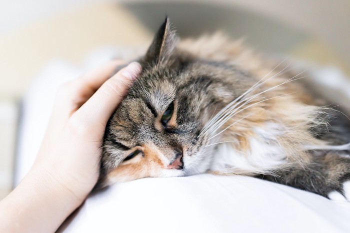 横になる猫の頭をなでる手