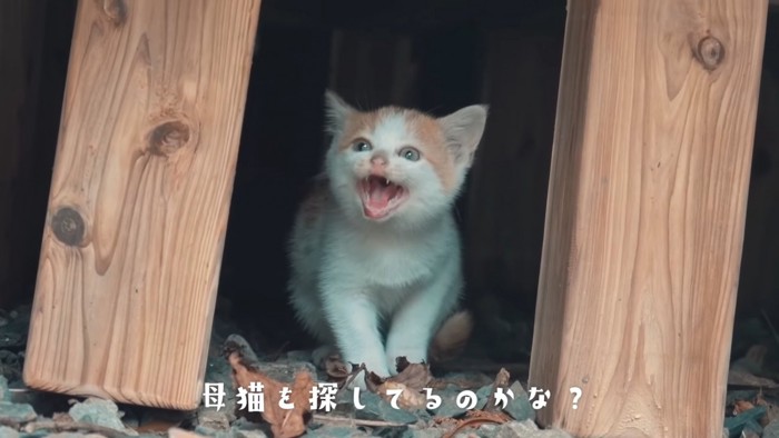 鳴いている子猫