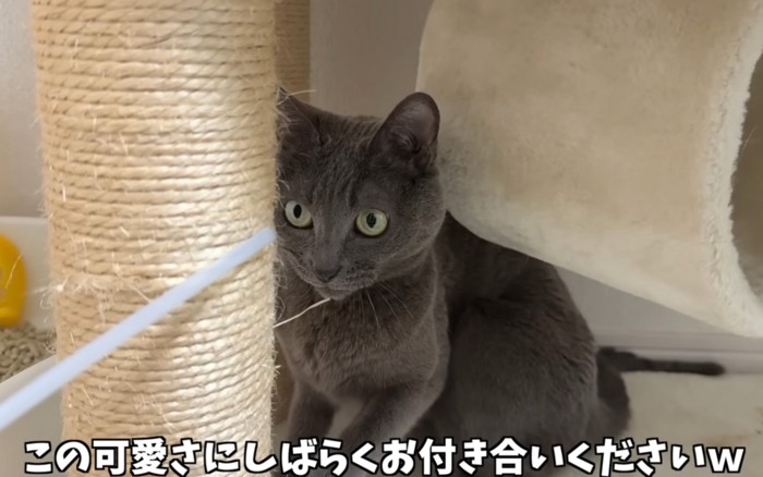 見つめる猫