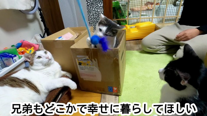 おもちゃで遊ぶ猫