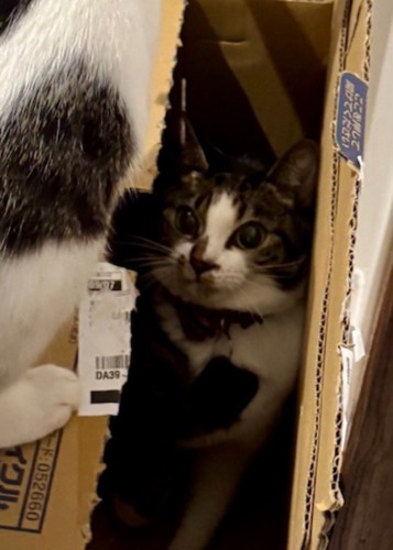 ダンボールの上から見つめてくる青い首輪をしている猫を見つめ返すキジ白猫