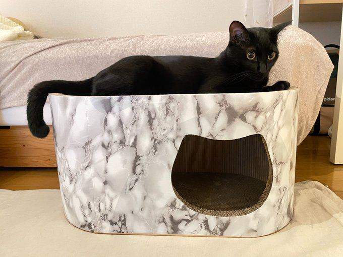 室内にいる猫