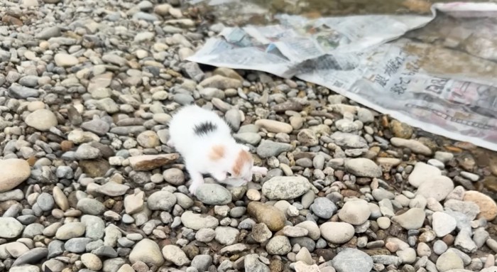 川に捨てられていた子猫