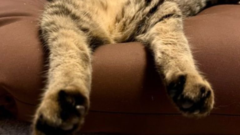 猫の足