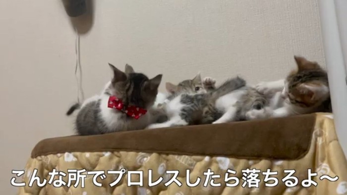 こんな所で(4匹)