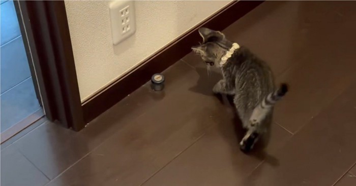 ドアストッパーが気になる猫