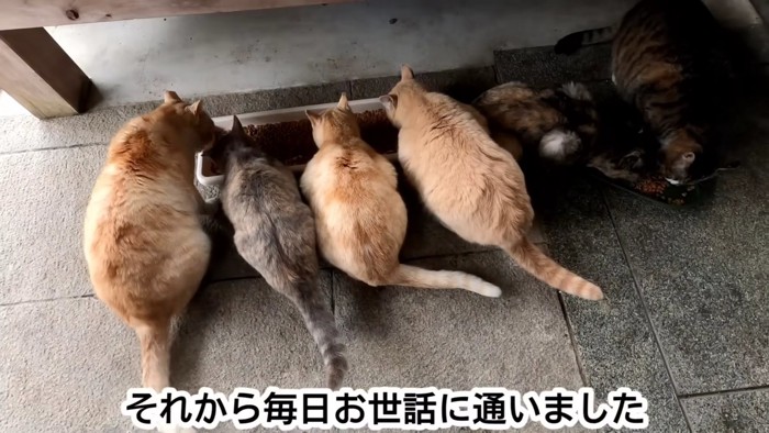 並んでごはんを食べる猫たち