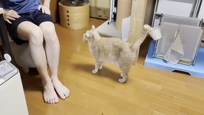男の子のそばに立っている猫