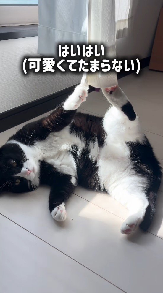 猫に話しかけながら近づく女性