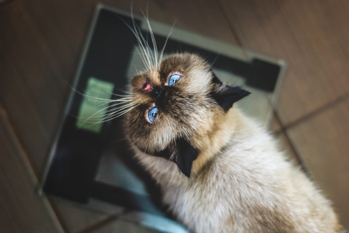 体重計に乗るエキゾチックショートヘア