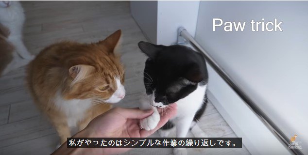 ポキの手をつかむ