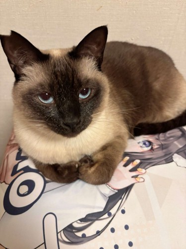 寝そべっている猫