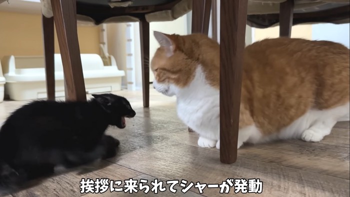 シャーが発動