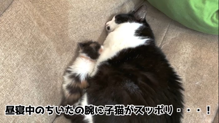 昼寝する猫と子猫